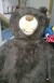 oso peluche
