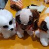 Perro Tierno STW444D-15